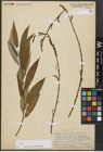 Foto von Salix alba subsp. vitellina (L.) Arcang. x Salix babylonica L.